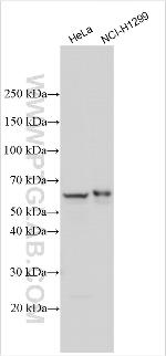 TLE4 Antibody in Western Blot (WB)