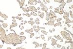 IL-1RAP Antibody in Immunohistochemistry (Paraffin) (IHC (P))