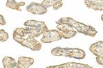 IL-1RAP Antibody in Immunohistochemistry (Paraffin) (IHC (P))