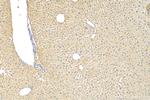 IL-1RAP Antibody in Immunohistochemistry (Paraffin) (IHC (P))