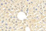IL-1RAP Antibody in Immunohistochemistry (Paraffin) (IHC (P))