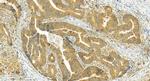 NLRP6 Antibody in Immunohistochemistry (Paraffin) (IHC (P))