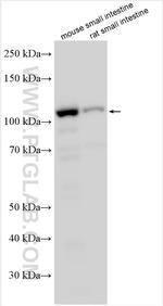 NLRP6 Antibody in Western Blot (WB)
