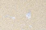 FMO1 Antibody in Immunohistochemistry (Paraffin) (IHC (P))
