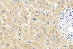 FMO1 Antibody in Immunohistochemistry (Paraffin) (IHC (P))
