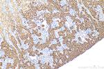 FMO1 Antibody in Immunohistochemistry (Paraffin) (IHC (P))