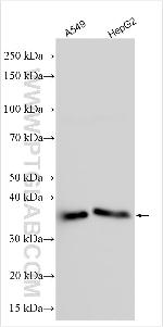 AMAC1L2 Antibody in Western Blot (WB)