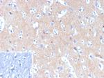 HK1/Hexokinase 1 Antibody in Immunohistochemistry (Paraffin) (IHC (P))