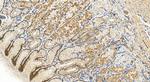 DDX60 Antibody in Immunohistochemistry (Paraffin) (IHC (P))