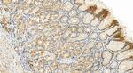 DDX60 Antibody in Immunohistochemistry (Paraffin) (IHC (P))