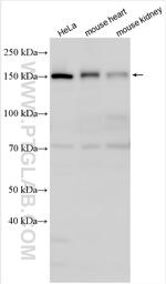 CLUH Antibody in Western Blot (WB)