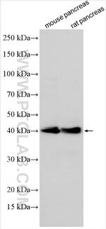 PTF1A Antibody in Western Blot (WB)