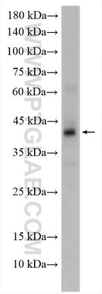 FPR2 Antibody in Western Blot (WB)