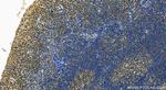 RBM12 Antibody in Immunohistochemistry (Paraffin) (IHC (P))