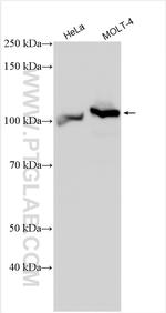 RBM12 Antibody in Western Blot (WB)