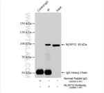 NLRP12 Antibody in Immunoprecipitation (IP)