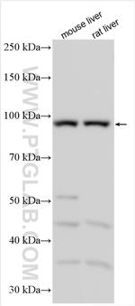 NLRP12 Antibody in Western Blot (WB)