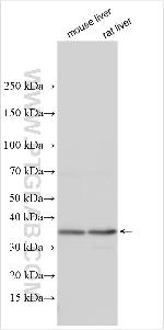 FAM46A Antibody in Western Blot (WB)