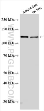 IRS4 Antibody in Western Blot (WB)
