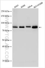 CD3EAP Antibody in Western Blot (WB)