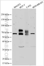 SLC35D1 Antibody in Western Blot (WB)