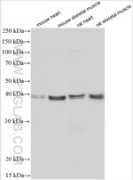 Caspase 1 Antibody in Western Blot (WB)