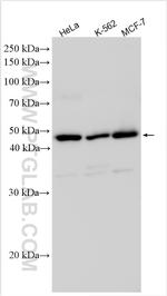 ENOSF1 Antibody in Western Blot (WB)