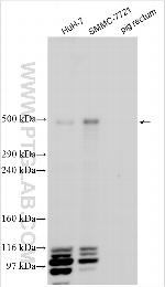 Nectin-4/PVRL4 Antibody in Western Blot (WB)