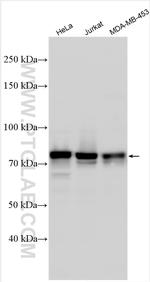 MLLT1 Antibody in Western Blot (WB)
