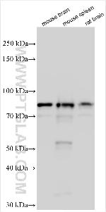 SVEP1 Antibody in Western Blot (WB)