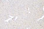 SLC46A3 Antibody in Immunohistochemistry (Paraffin) (IHC (P))