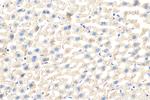 SLC46A3 Antibody in Immunohistochemistry (Paraffin) (IHC (P))