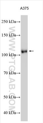 ADAMTS2 Antibody in Western Blot (WB)