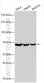SWAP70 Antibody in Western Blot (WB)