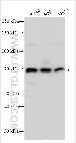 KHSRP Antibody in Western Blot (WB)