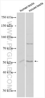PRODH2 Antibody in Western Blot (WB)