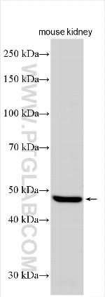 PRODH2 Antibody in Western Blot (WB)