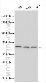 CLPX Antibody in Western Blot (WB)