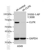CLPX Antibody in Western Blot (WB)