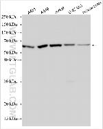 TRIM43 Antibody in Western Blot (WB)