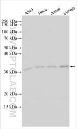 IFI35 Antibody in Western Blot (WB)