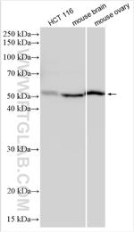 SMOC2 Antibody in Western Blot (WB)