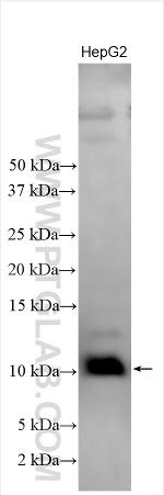 PET117 Antibody in Western Blot (WB)