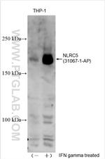 NLRC5 Antibody in Western Blot (WB)