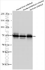 NTT4 Antibody in Western Blot (WB)