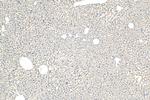 SLC22A10 Antibody in Immunohistochemistry (Paraffin) (IHC (P))
