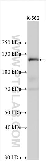 ADAMTS14 Antibody in Western Blot (WB)