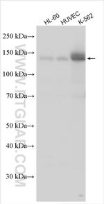 ADAMTS14 Antibody in Western Blot (WB)