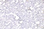 DNAH5 Antibody in Immunohistochemistry (Paraffin) (IHC (P))