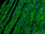 ANK2 Antibody in Immunohistochemistry (PFA fixed) (IHC (PFA))